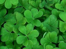 Background Shamrock Plant Clover