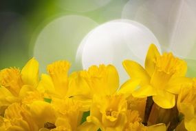 background with yellow daffodils