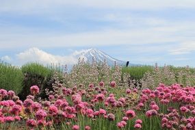 Japan Mount Fuji Fujisan