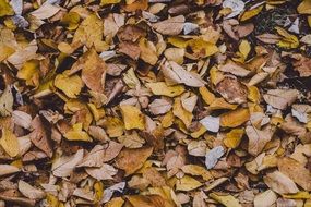 Autumn Fall Leaves Leaf Yellow