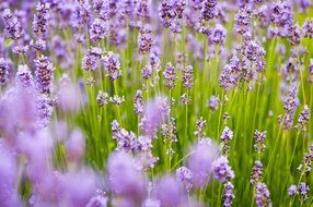 Lavender Background Purple