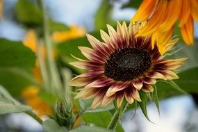 wallpaper with sunflower in summer