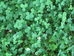 Clover Green Nature Foliage