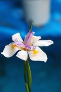 Nature Macro Plant Spring