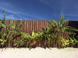 Beach Holiday Palm Fence