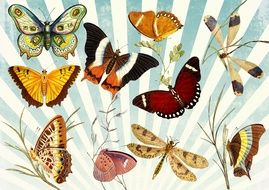 vintage background with butterflies