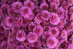 Chrysanthemum Flower Pink Purple