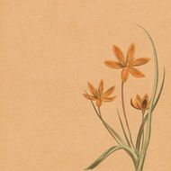 canvas background with flowers