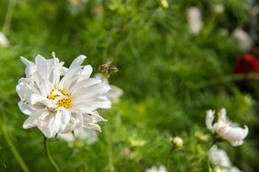 Gerbera Flower Background Nature
