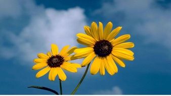 Two yellow buds on sky background