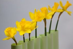 Daffodil Spring Easter Series