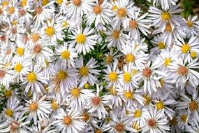 Herbstastern Aster Dumosus Asters