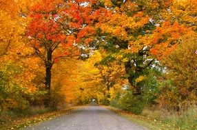 road in the autumn forest