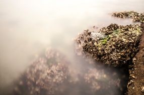 Mussels Long Exposure Rock Stone