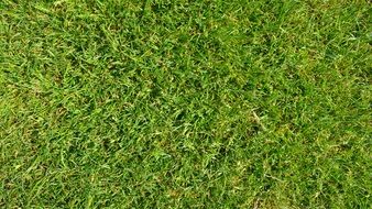 green grass on a football field