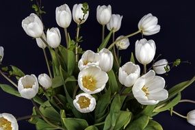 white tulips with green leaves on a dark background