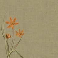 Background Burlap Orange Flower