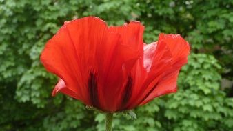 Poppy Flower Summer Red