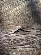 Wood Old Wood Trunk Texture