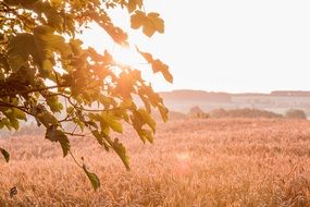 Wallpaper Sunrise Autumn Harvest