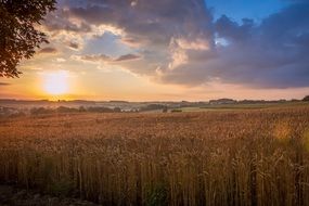 ripe cereal field at sunrise