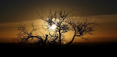 Sunset Wood Evening Silhouette