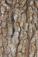 Bark Tree Tree Bark Wood