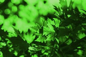 Green Leaves Leaves Green