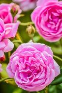 Desktop background in the form of a bush with pink roses