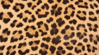 Leopard Skin Spots Design