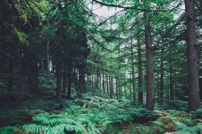 Forest Forest Background Pine