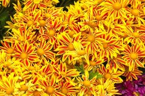 Wallpaper Golden Yellow Sunflower