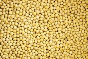 Bean Pattern Texture Nature