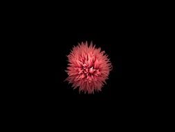 Flower Pink Pink Flower Black
