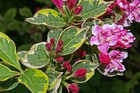 background with weigela flowers