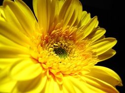 Flower Yellow Petals