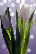 delicate white flowers