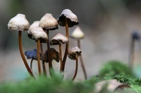 wallpaper with forest fungus