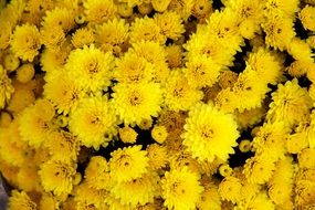 Chrysanthemum Flower Yellow