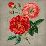 Flower Floral Background Red