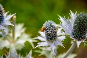 bee sitting on a wild flower on a green background