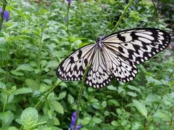 Butterfly Wings Pattern Plant