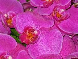 orchids pink flowers