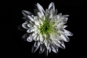 Flower Colour Green White Macro