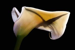 Calla Flower Plant Nature