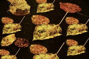 Leaves Autumn Withered Pattern