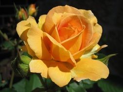 Pink The Colour Yellow Flower