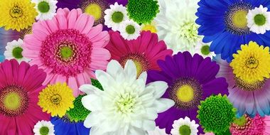 desktop background with flowers