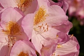 pink rhododendron flowers