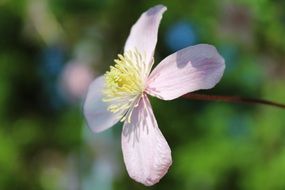 Mountain-Waldrebe Clematis Montana